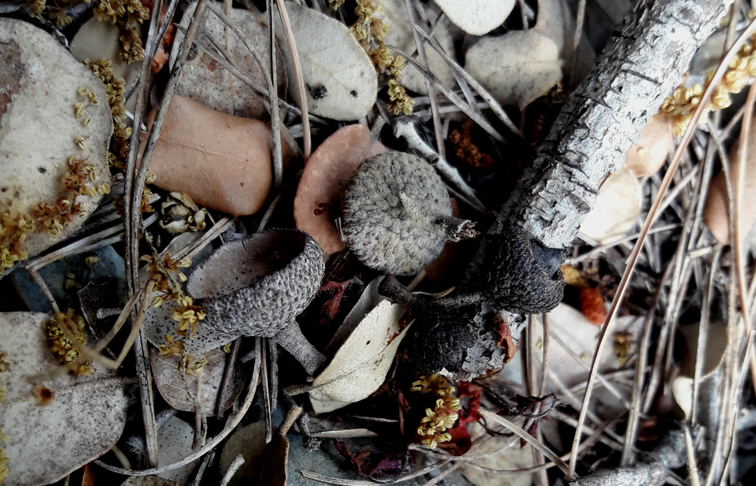 24Quercus ilex fo ballota-cup1_Roquefort Corbières_170430