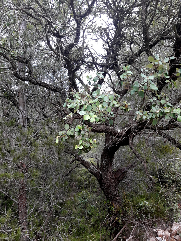 24Quercus ilex fo ballota 1_Roquefort Corbières_170430