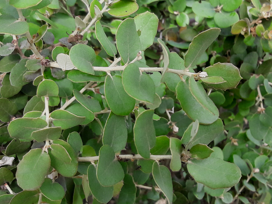 24Quercus ilex fo ballota 2_Roquefort Corbières_170430