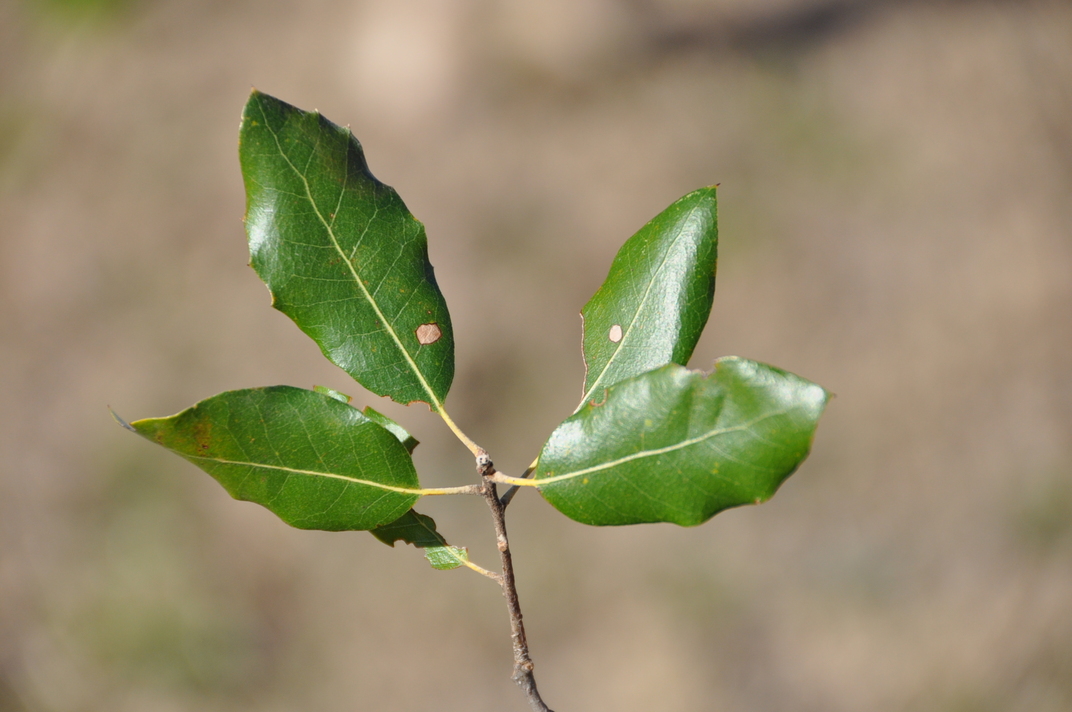 Quercus_ilex