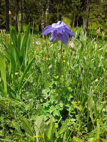 Aquilegia hirsutissima Le Galbe 20220606_1