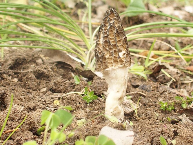 Morchella hortensis