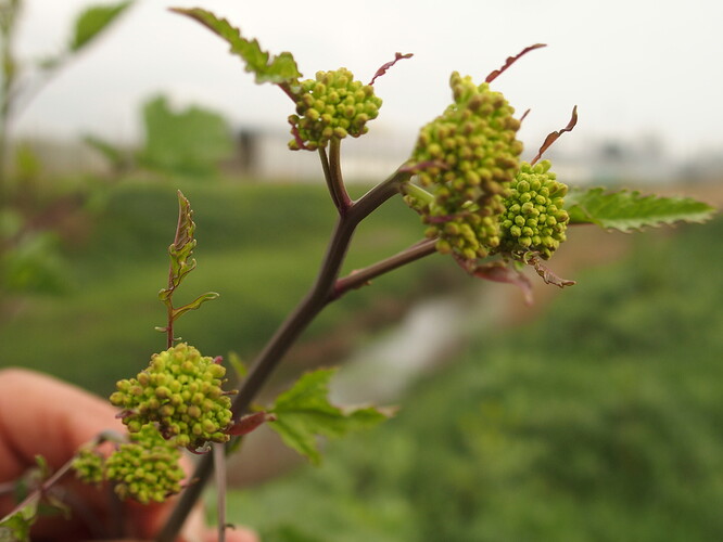 Grande brassicacea bourgeons