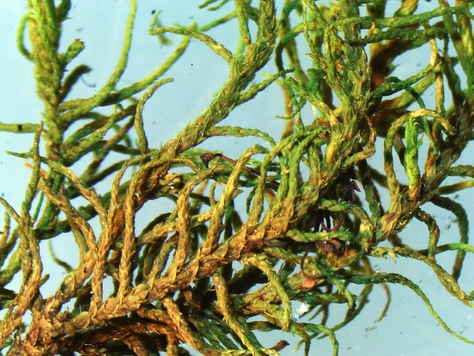 Abietinella abietina