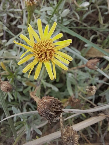 Senecio ceratophylloides 4