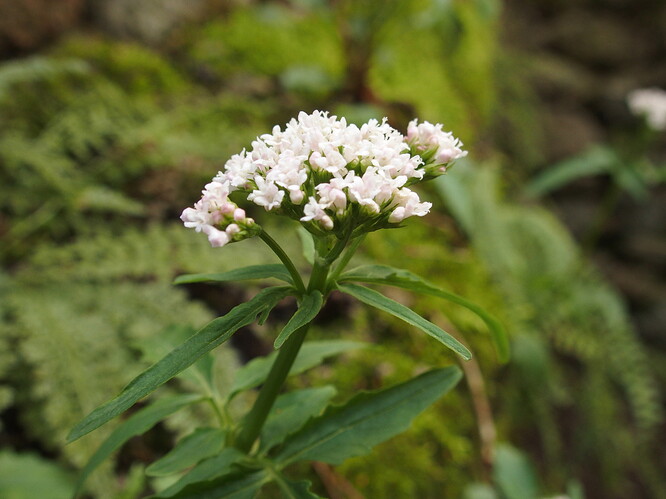 Valeriana montana