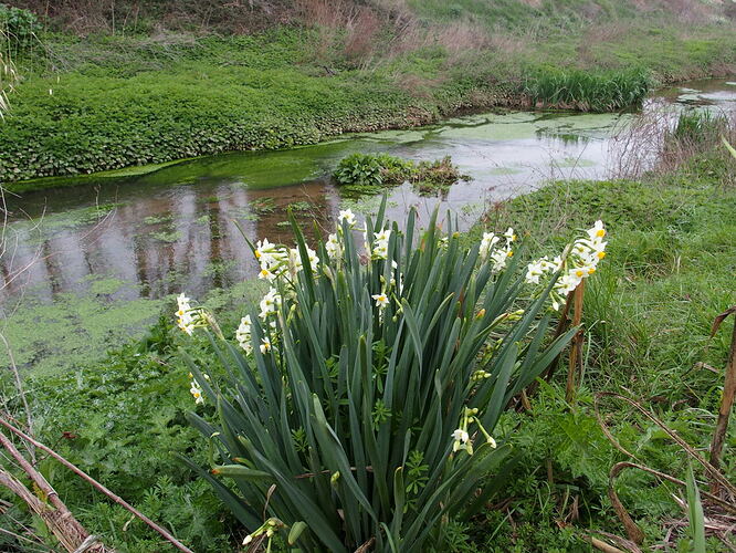 Narcissus tazetta