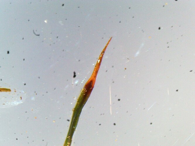 Polytrichastrum formosum