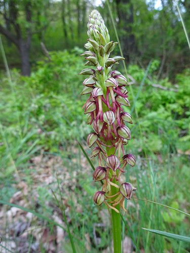 Orchis anthropophora - Homme-pendu - ORCHIDACEAE (12)