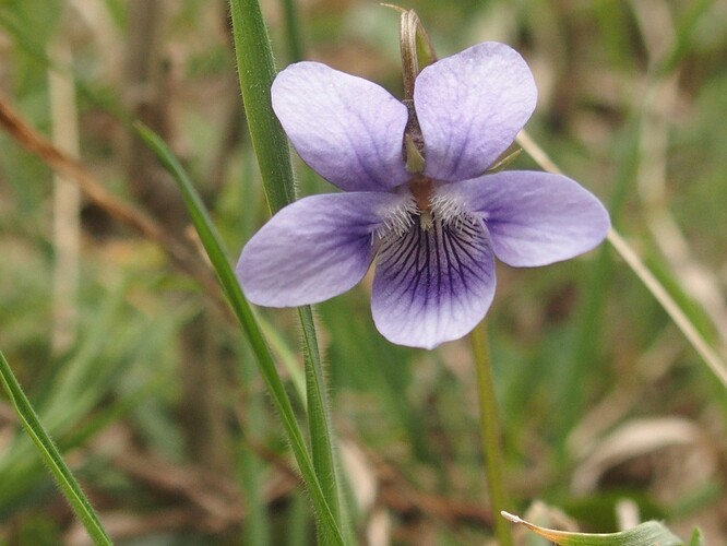 viola fleur