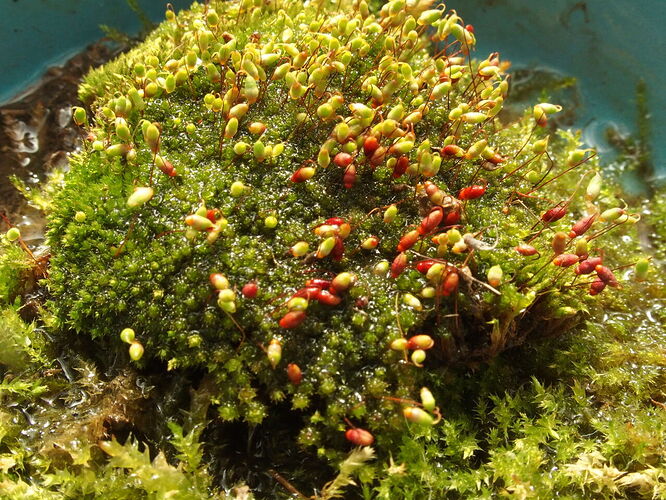 Bryum caespiticium