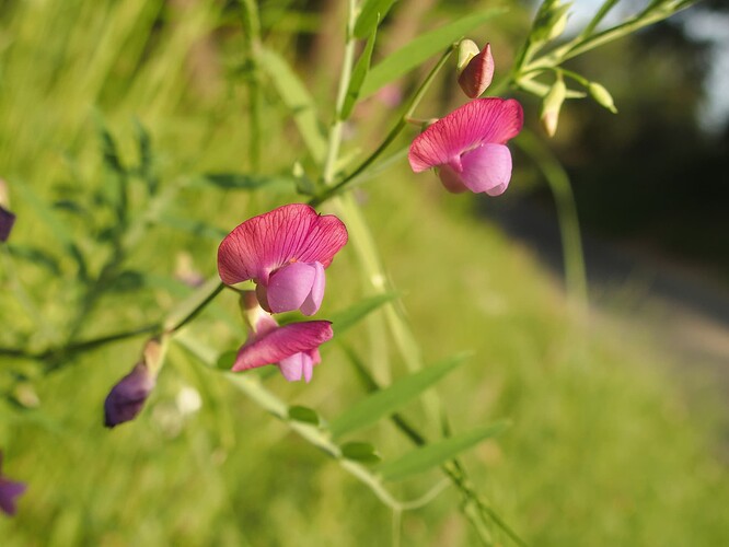 Lathyrus clymenum (2)