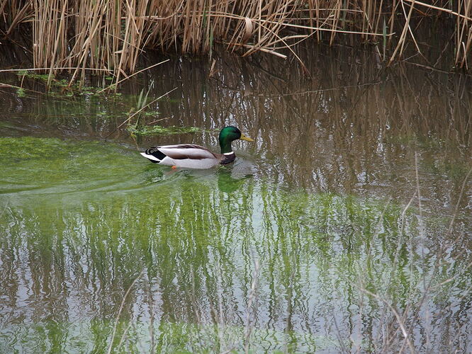 Canard