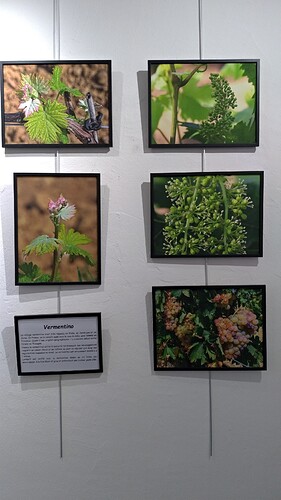 P_20221125_172430 Vermentino