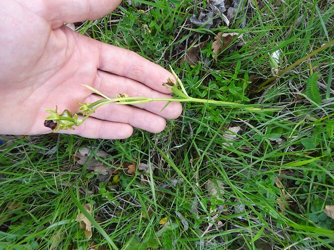 Ophrys aranifera - Ophrys araignée - ORCHIDACEAE (23)