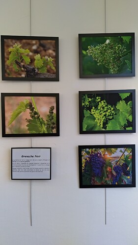 P_20221125_171802 Grenache noir