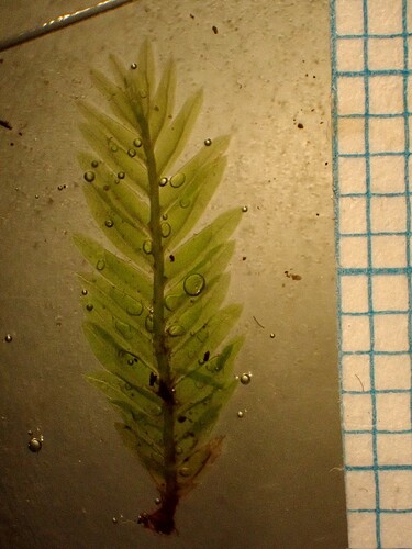 Fissidens dubius_Montferrer, cavité calcaire (3)