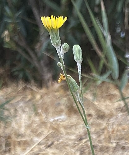 Epervière bleuâtre - Hieracium glaucinum (2)