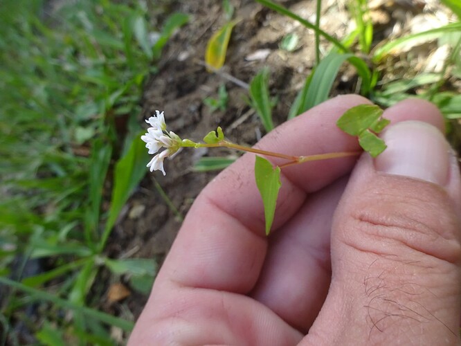 Fagopyrum esculentum - Sarrasin - POLYGONACEAE (3)