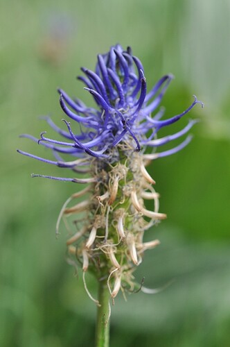 Phyteuma_michelii (1)