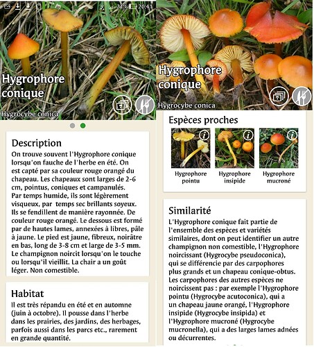 Hygrophore conique vs Aux champignons