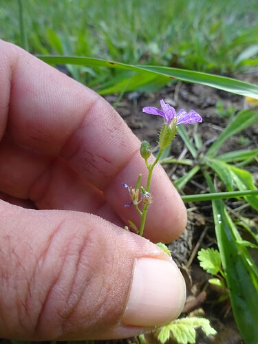 Arabis verna - Arabette de printemps - BRASSICACEAE (2)