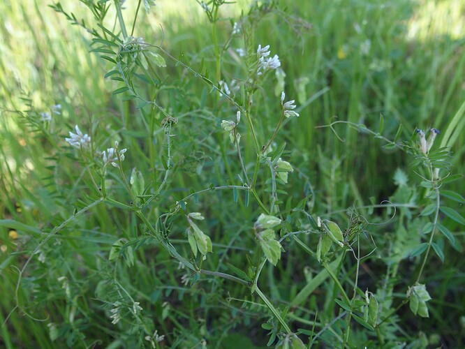 Vicia hirsuta