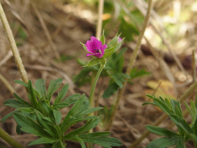 Geranium colombinum fleur