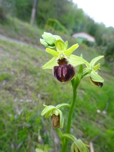 Ophrys virescens - Ophrys verdissant - ORCHIDACEAE (16)