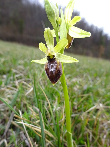 Ophrys sp. - sujet 2 (3)