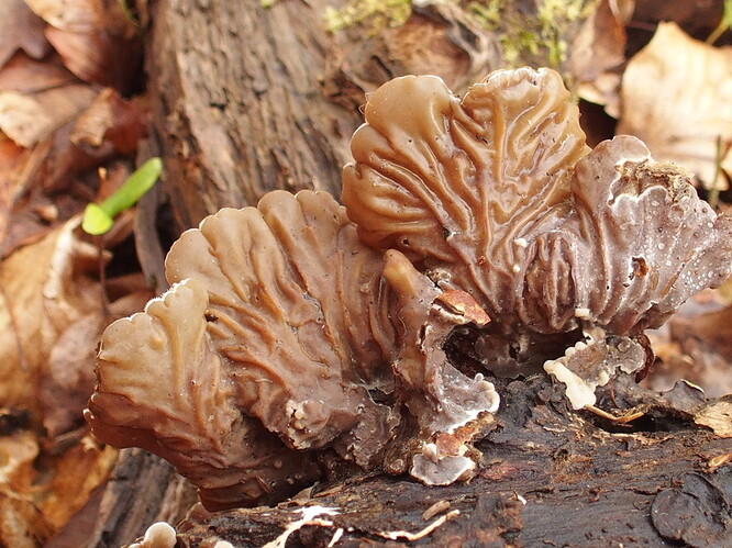 Auricularia mesenterica