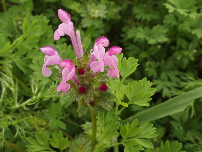 Lamium amplexicaule fleurs