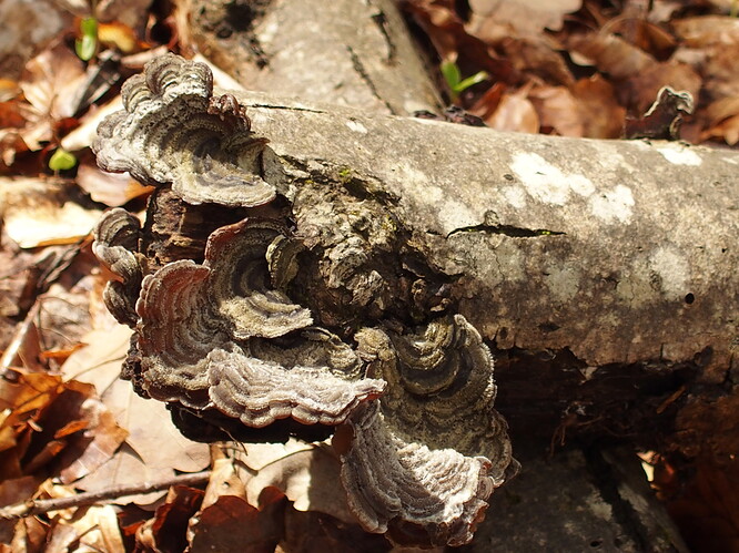 Auricularia mesenterica