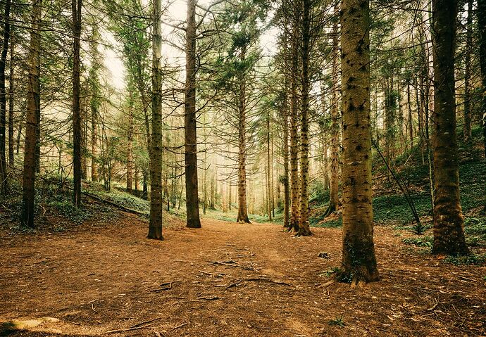 1136_nature-forme-arbres-foret