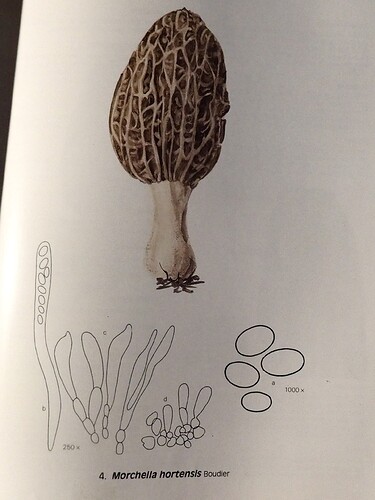 Illustration Jacquetant