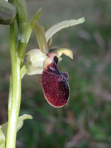 Ophrys sp. - sujet 3 (4)