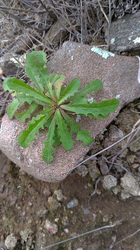P_20221124_113249 Hypochaeris glabra L. Porcelle des sables Asteraceae (Mastaguère)