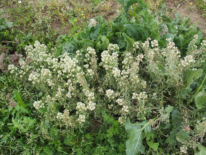 Réseda Phyteuma