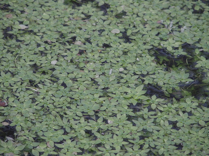 Plante aquatique 3