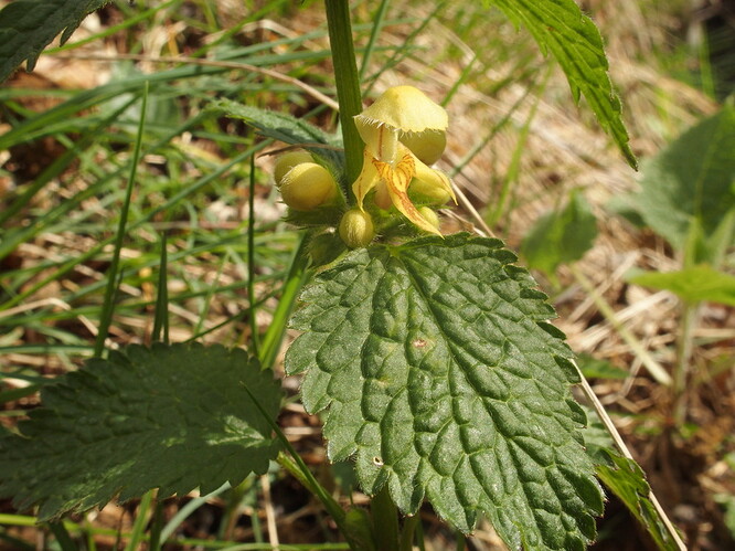Lamium galeobdolon