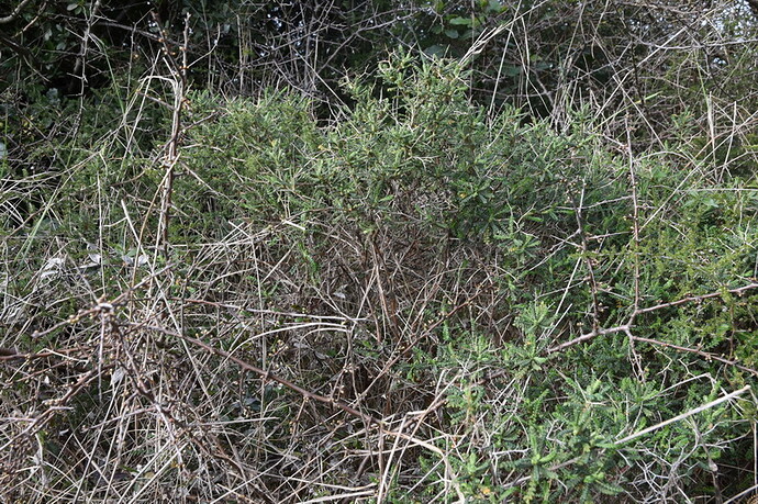 DSC_2317_redimensionner