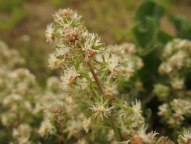 Réséda phyteuma fleur