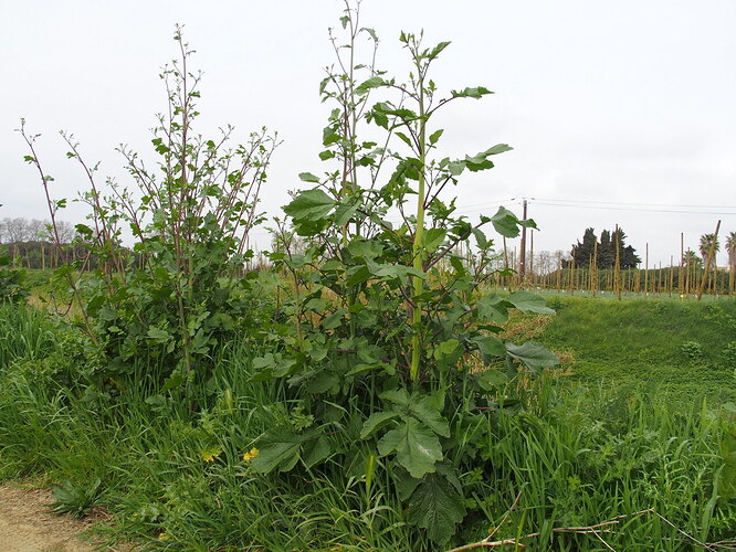 Grande Brassicacée