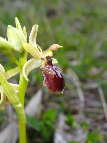 Ophrys sp. - sujet 4 (3)