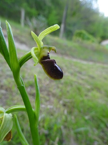 Ophrys virescens - Ophrys verdissant - ORCHIDACEAE (3)