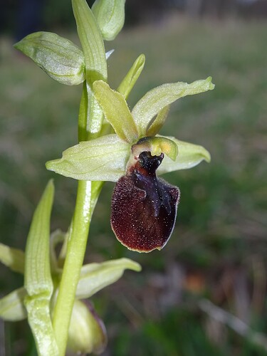 Ophrys sp. - sujet 3 (3)