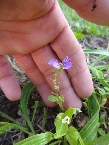 Arabis verna - Arabette de printemps - BRASSICACEAE (1)