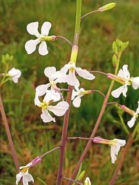 jaune pâle