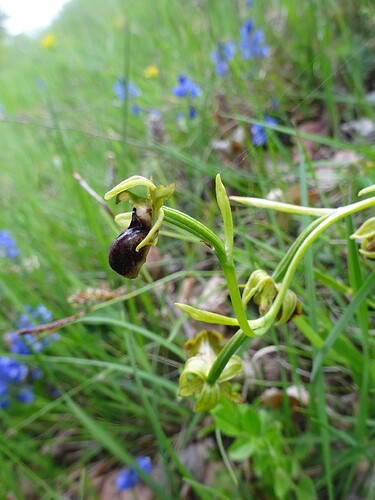 Ophrys aranifera - Ophrys araignée - ORCHIDACEAE (24)