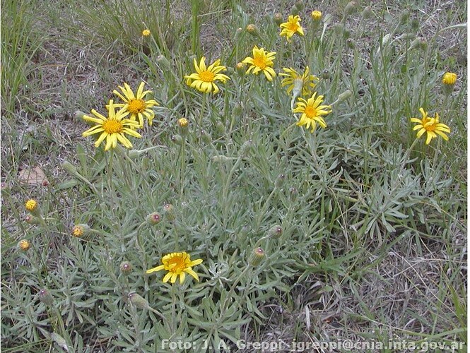Senecio ceratophylloides Argentine1